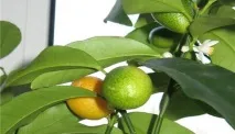 кумкват