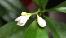 фрукт