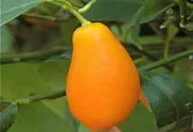 фрукт