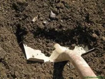 Що необхідно знати про висадження помідорів в умовах теплиці необхідно