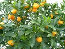 фрукт