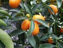 кумкват