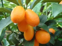 кумкват