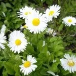 Квіти маргаритки посадка та догляд, вирощування, фото цвітіння квіти