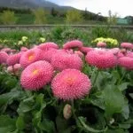 Квіти маргаритки посадка та догляд, вирощування, фото цвітіння вирощування