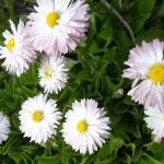 Квіти маргаритки посадка та догляд, вирощування, фото цвітіння вирощування