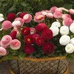 Квіти маргаритки посадка та догляд, вирощування, фото цвітіння догляд