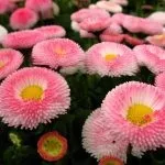 Квіти маргаритки посадка та догляд, вирощування, фото цвітіння вирощування