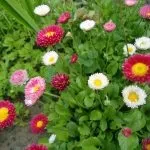 Квіти маргаритки посадка та догляд, вирощування, фото цвітіння вирощування