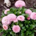 Квіти маргаритки посадка та догляд, вирощування, фото цвітіння маргаритки