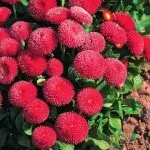 Квіти маргаритки посадка та догляд, вирощування, фото цвітіння вирощування