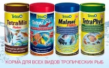 Даніо малабарський деваріо зміст,фото-відео огляд малабарський