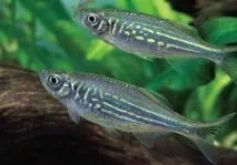 danio