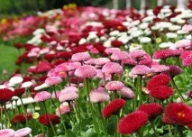 Квіти маргаритки посадка та догляд, вирощування, фото цвітіння догляд