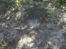 Квіти Калли (Зантедеська) у домашніх умовах. калли