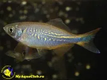 Даніо малабарський або Даніо Деваріо (Danio aequipinnatus) danio