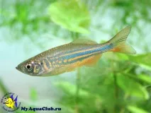 Даніо малабарський або Даніо Деваріо (Danio aequipinnatus) danio