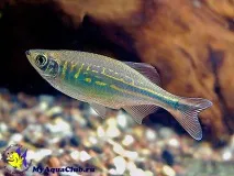 Даніо малабарський або Даніо Деваріо (Danio aequipinnatus) малабарський