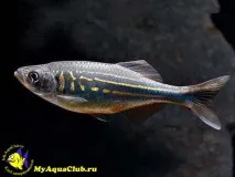 Даніо малабарський або Даніо Деваріо (Danio aequipinnatus) деваріо