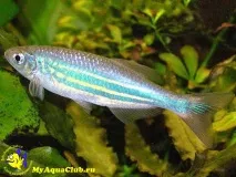 Даніо малабарський або Даніо Деваріо (Danio aequipinnatus) води