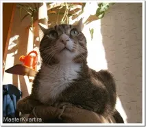 Дерево для кота в квартирі, MasterKvartira masterkvartira