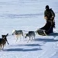 собака