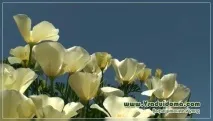 вирощування