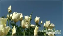 каліфорнійська