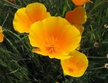 eschsholzia