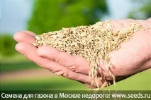 Газонна трава трава