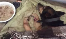 Голодний пес стягнув зі столу шматок ковбаси стягнув