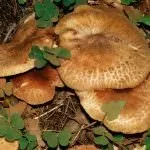 Гриби свинушки їстівні або отруйні, користь і шкода, опис, як виглядають свинухи, коли свинушки