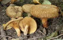Гриби свинушки їстівні або отруйні, користь і шкода, опис, як виглядають свинухи, коли гриби