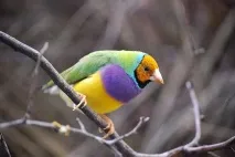 Гульдова амадіна (лат гульдова