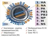 Грип у сучасних умовах Противірусна терапія прямої дії сучасних