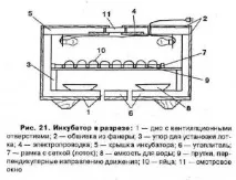 пъдпъдъци