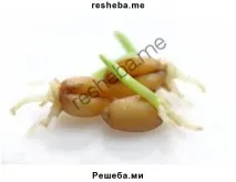 Дослідження фаз мітозу на мікропрепараті кореня