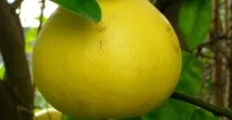 Які фрукти потрібно спробувати В’єтнаму обов’язково спробувати