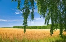 Як швидко набрати на Фішках карму 500 Рецепт фішках