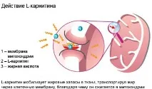Як приймати L-карнітин для ефективного схуднення l-карнітин