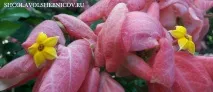 Як зробити оберіг самостійно, Школа Чарівників самостійно