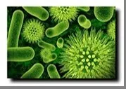 роль