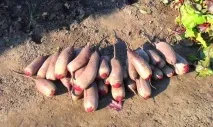 Як зберігати буряки на зиму - умови, правила Відео умови