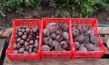Як зберігати буряки на зиму - умови, правила Відео зберігати
