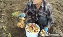 Як виростити хороший урожай картоплі - сорти, догляд, способи посадки хороший