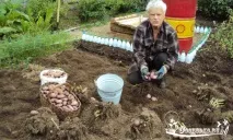 Як виростити хороший урожай картоплі - сорти, догляд, способи посадки урожай