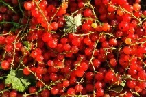 Як зберігати червону смородину в домашніх умовах домашніх