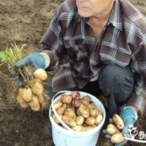 Як виростити хороший урожай картоплі - сорти, догляд, способи посадки картоплі