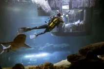 ЯК ЗАХИСТИТИСЯ ВІД НАПАДУ АКУЛ WaterWorld, Водний світ - інтернет журнал waterworld