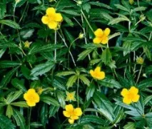 potentilla